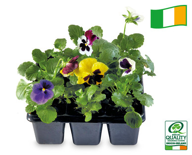 Irish Pansy/Viola