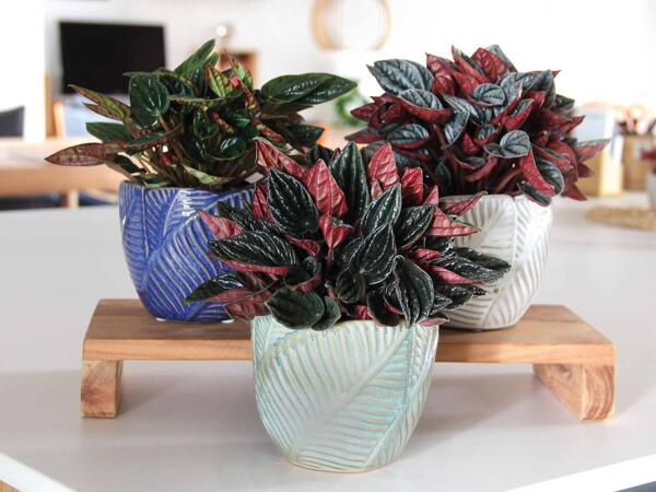 Peperomia i keramik