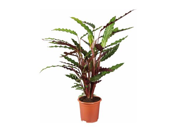 Houseplants