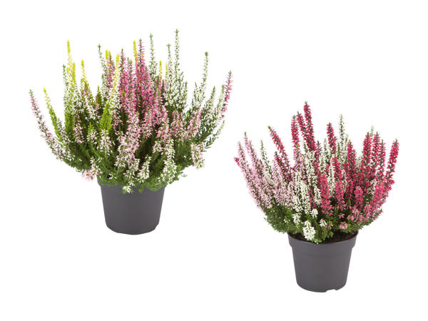 Calluna vulgaris tre colori
