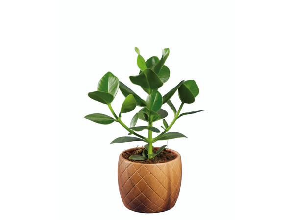Plantes vertes avec pots en céramique effet bois