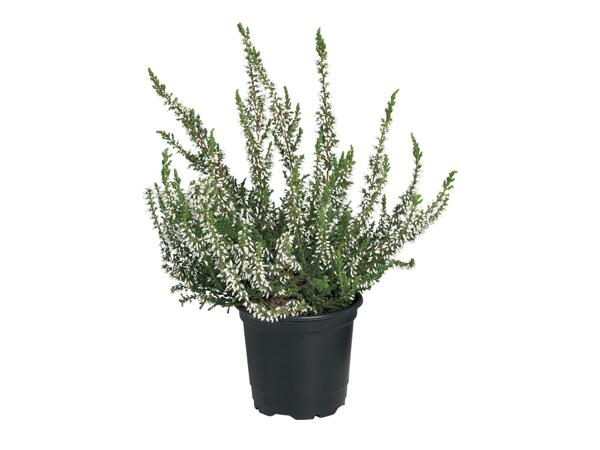 CALLUNA VULGARIS