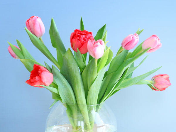 Tulipaner