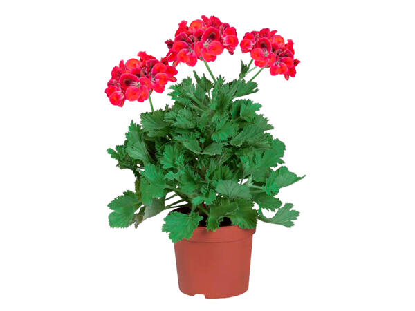 Geranium Glandiflorum