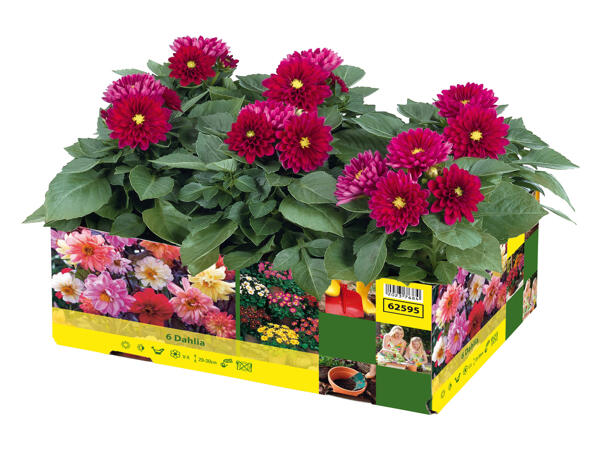 Flowering plants