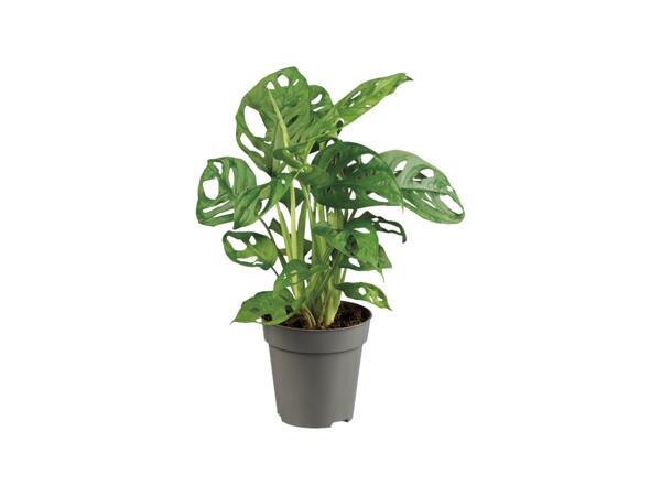 Monstera "Monkey Leaf"