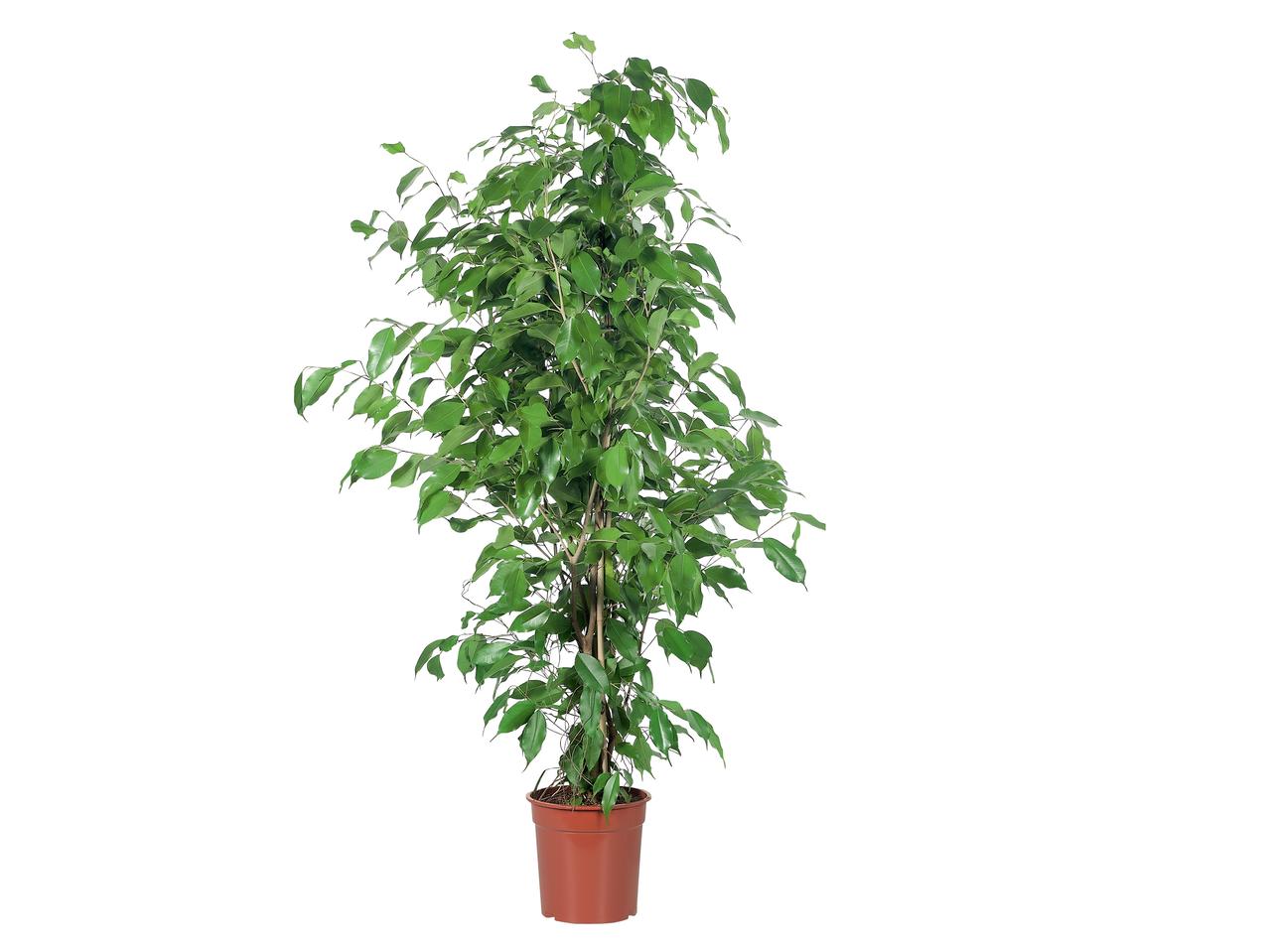 Groene plantenmix