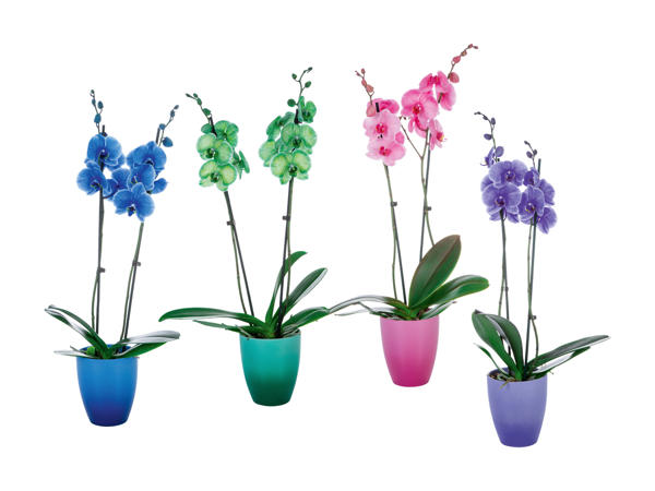 Phalaenopsis royale dans un pot en céramique