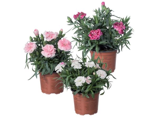 Dianthus