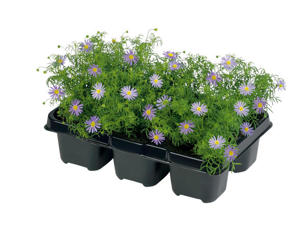 Plantes pour parterres et bacs