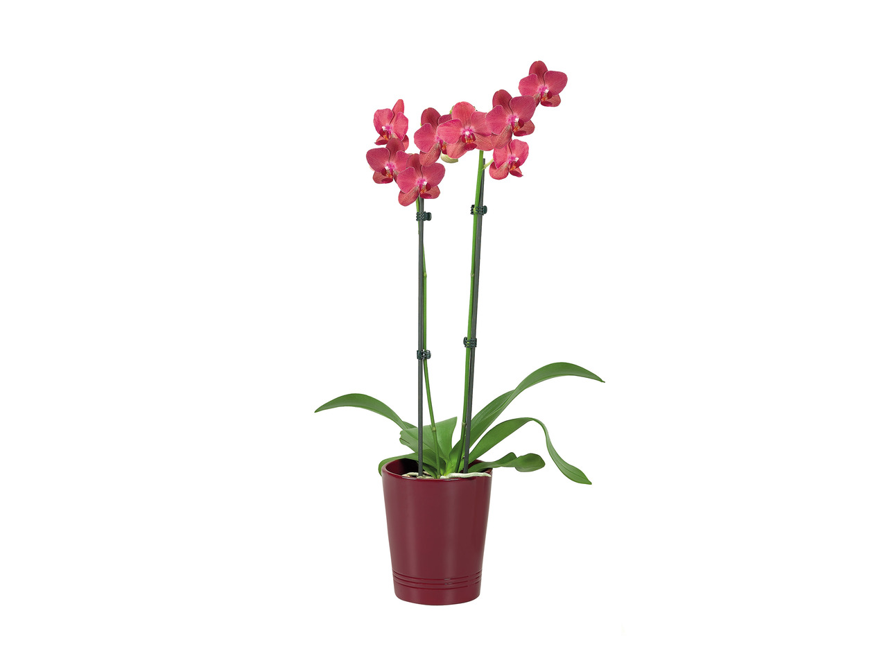 Phalaenopsis Orchid in Ceramic Pot1