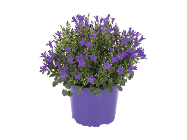 Klokkeblomst