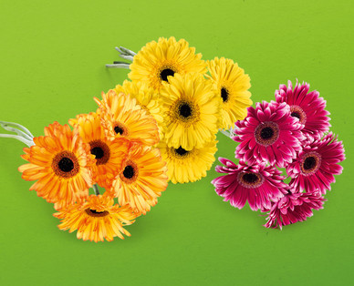 Gerbera großblütig