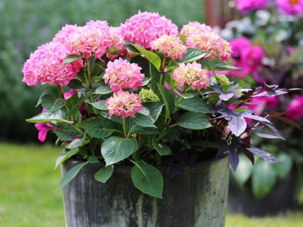 Hortensia