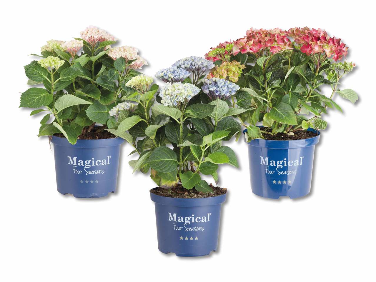 Hortensias "Magical four seasons"
