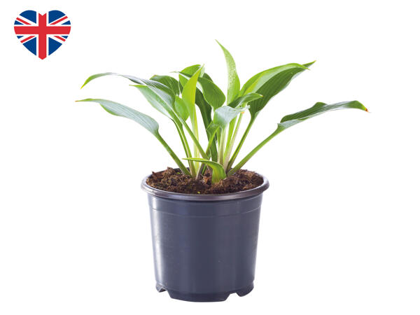 British Hosta