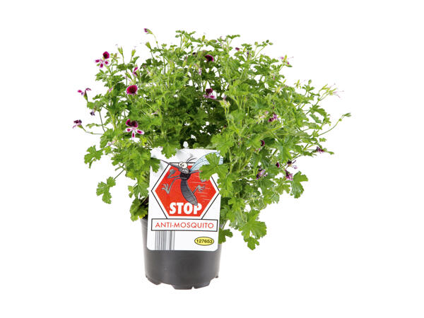 Géranium odorant anti-moustiques