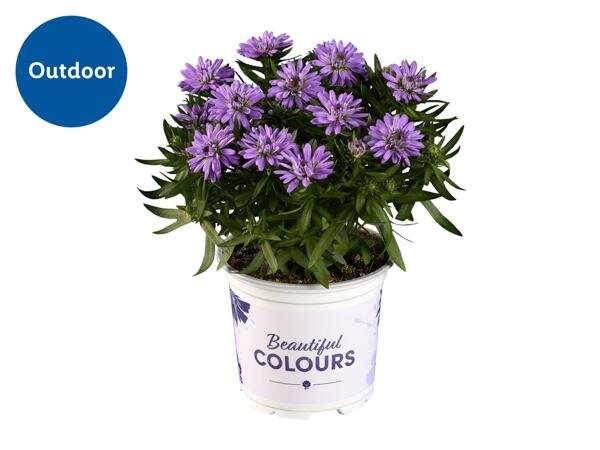 Aster 10.5cm
