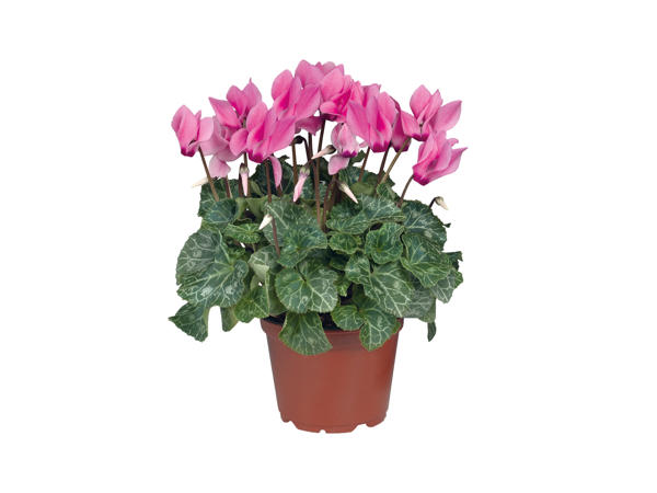 Cyclamen
