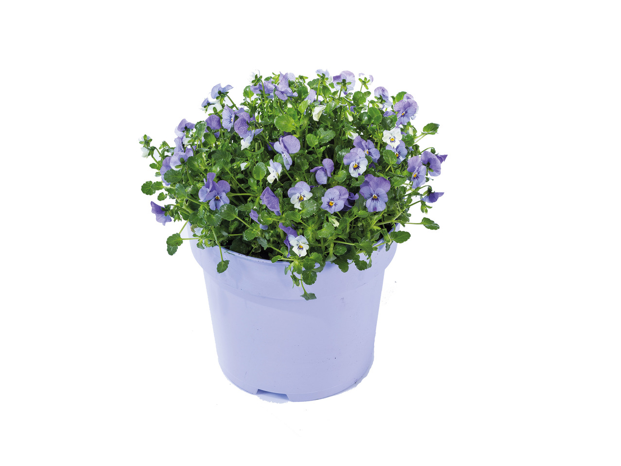 Large Violas1