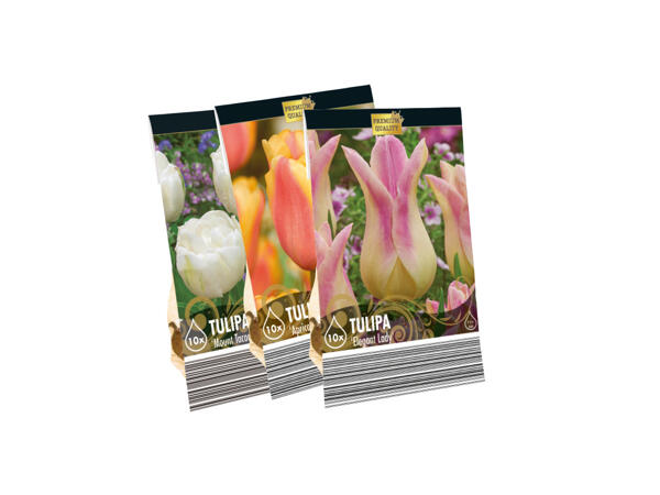 Blomlökar Premium