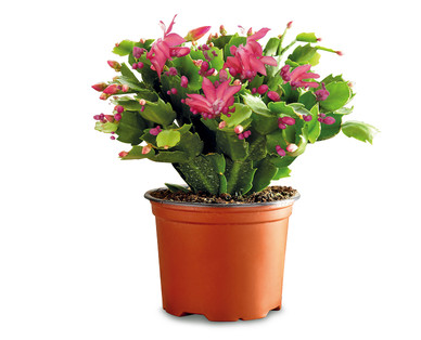 Christmas Cactus