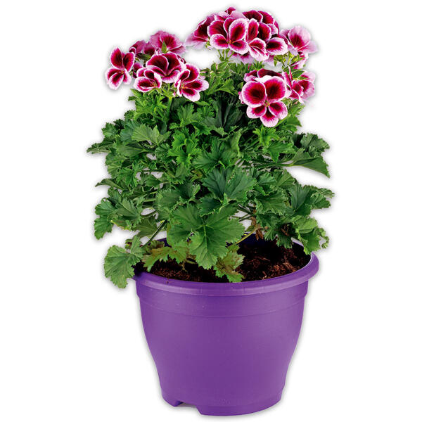 Edelgeranie XL