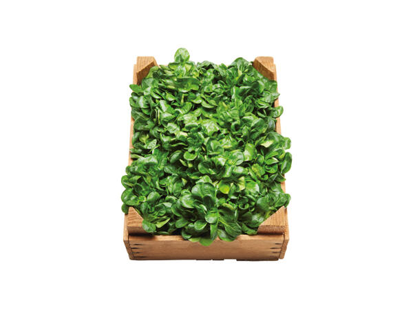 Ekologisk machésallad