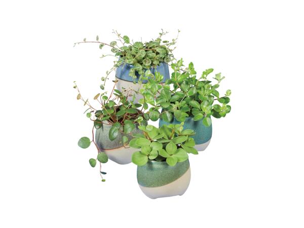 Peperomia Mix i keramikkruka