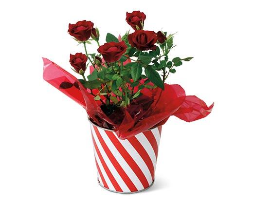 Mini Potted Roses