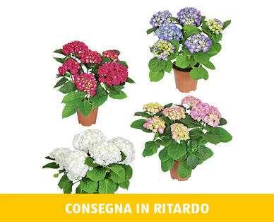 ORTENSIA