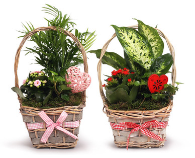 Bepflanztes Valentinsarrangement
