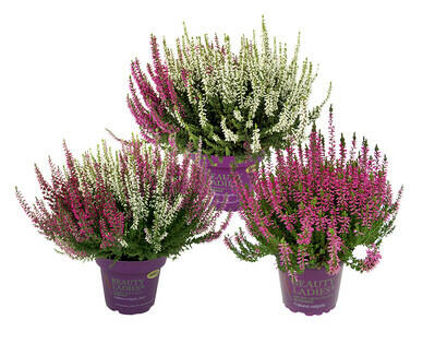 CALLUNA