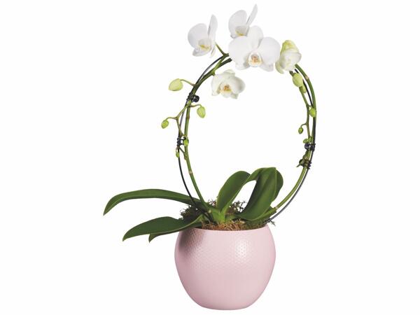 Orchidée arceau ou cascade