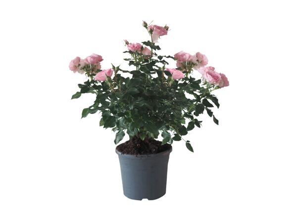 Haverose