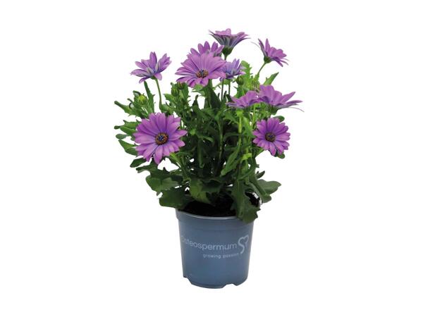 Spanske margueritter