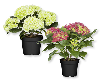 Hortensia d'intérieur