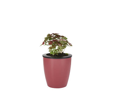 Water Well Wick Pot with Ferns