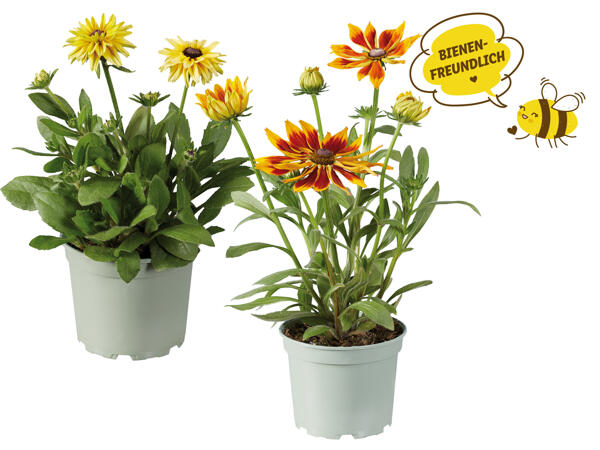 Rudbeckia
