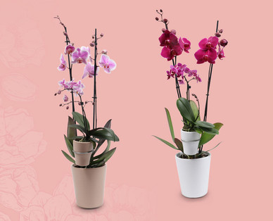Duo-Orchidee