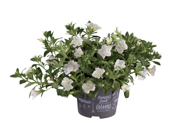 Calibrachoa (minipetúnie)