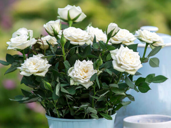 Dansk rose