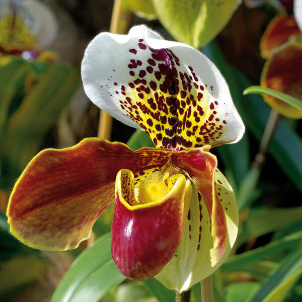 Orchidee Frauenschuh "Paphiopedilum"