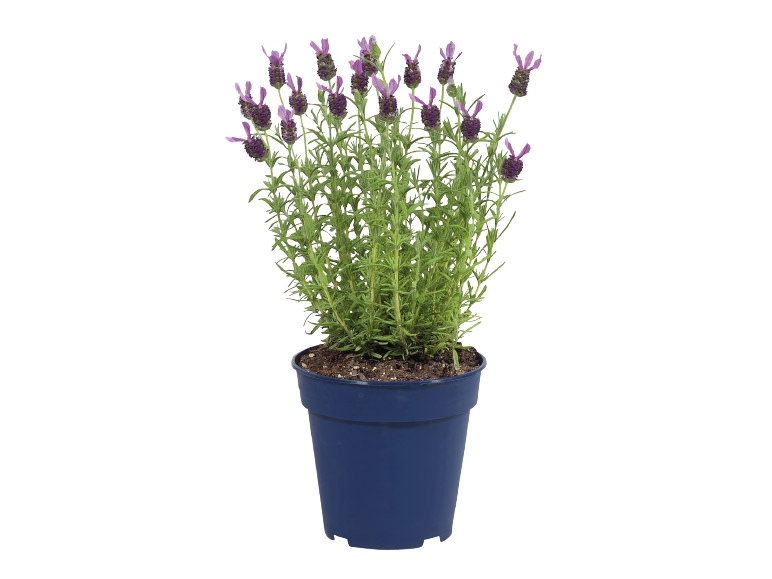 French Butterfly Lavender