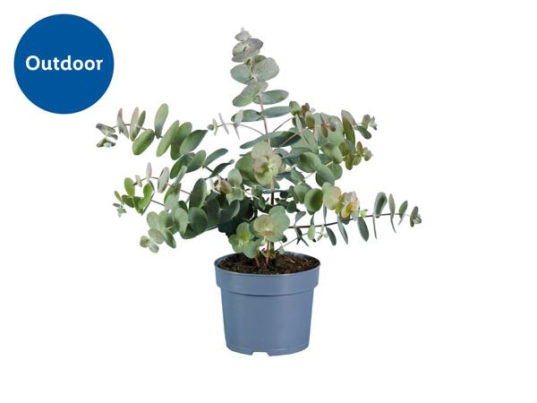 Eucalyptus Mix