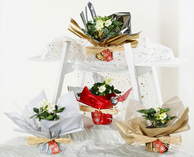 Christrose in Geschenkverpackung