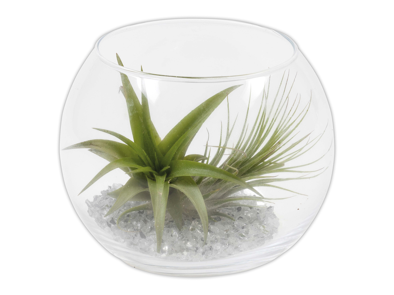 Tillandsia dans un bocal en verre