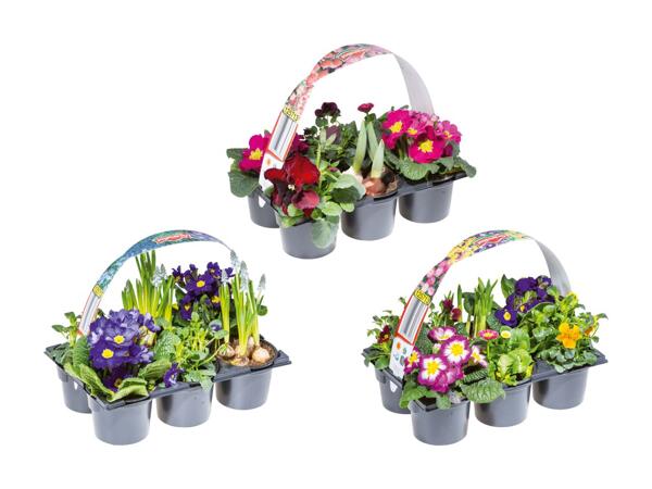 Forårsblomster i bakke