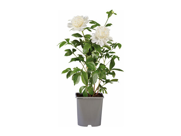 Peonies