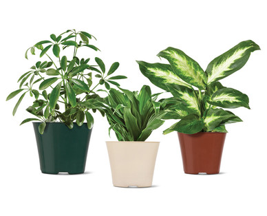 6" Tropical Plant